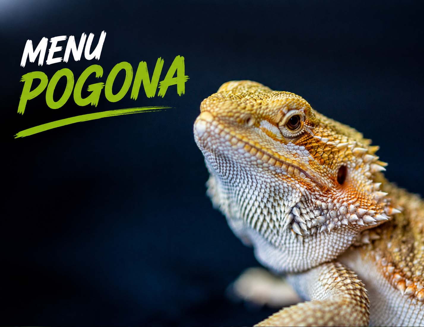 Pogonas adultes